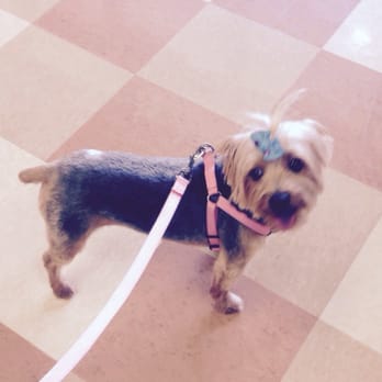 Petco - Leyla after grooming - Pet Training Near Me - Lemon Grove, California Petco - Leyla after grooming - Pet Training Near Me - Lemon Grove, California