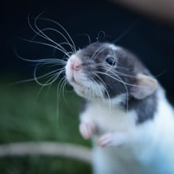 New England Anti-Vivisection Society Neavs