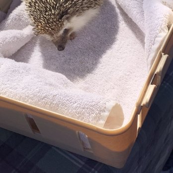 Curious Critters by Casai - Petting Zoos Near Me