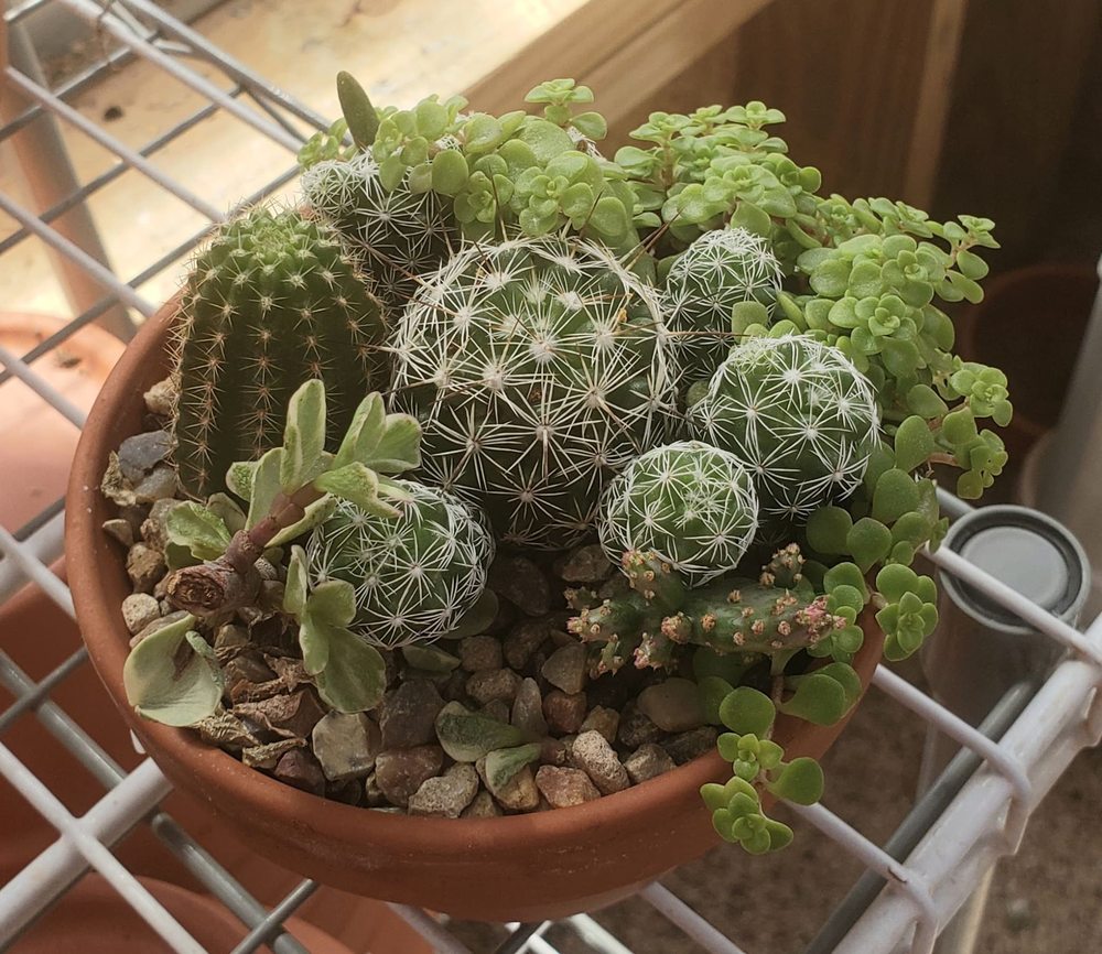 Open for Business CACTUS CREEK GARDENS 13105 FM 179, Wolfforth