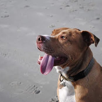 Sara J Dog Training - Pet Training Near Me Sara J Dog Training - Pet Training Near Me