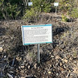 Point Loma Native Plant Garden - Mint