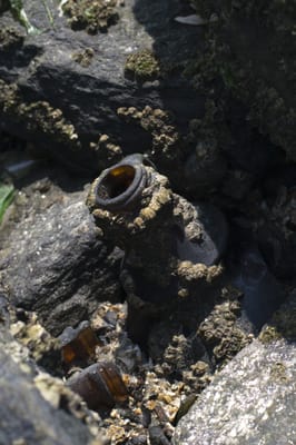 Dead Horse Bay by null