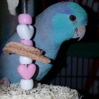 Stahl Exotic Animal Veterinary Services - Peek-A-Boo! A little parrotlet in the avian room - Veterinarians Near Me - Fairfax, Virginia Stahl Exotic Animal Veterinary Services - Peek-A-Boo! A little parrotlet in the avian room - Veterinarians Near Me - Fairfax, Virginia