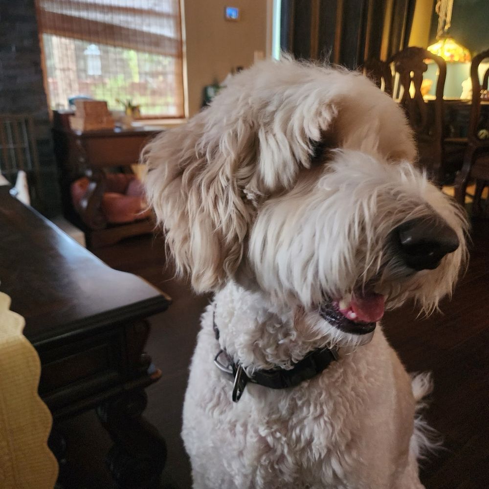 Animal Villa - Pet Sitting Near Me - Anaheim Hills, California