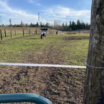 Legends Horse Training & Boarding Facility - One of the pastures with a mare - Horseback Riding Near Me - Roy, Washington Legends Horse Training & Boarding Facility - One of the pastures with a mare - Horseback Riding Near Me - Roy, Washington