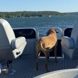 Keweenaw Boat Tours - Pets love our boat tours too!