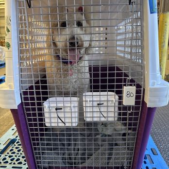 Island Pet Movers - Pet Transportation Near Me - Honolulu, Hawaii Island Pet Movers - Pet Transportation Near Me - Honolulu, Hawaii