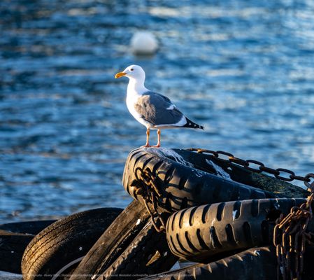 USS Hornet - Sea, Air and Space Museum by null