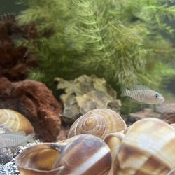 Dads Aquarium