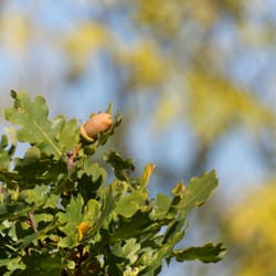 Baumkronenpfad - Detail im Baum