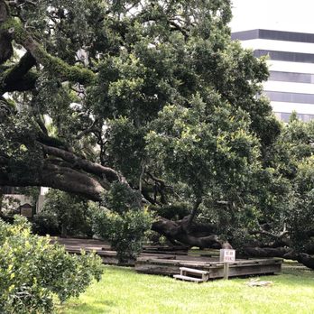 Treaty Oak Park - Parks Near Me - Jacksonville, Florida