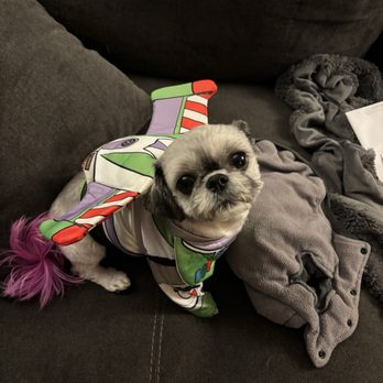 Barks & Bubbles - Captain Layla Lightyear reporting for duty! - Pet Groomers Near Me - Lakeville, Minnesota Barks & Bubbles - Captain Layla Lightyear reporting for duty! - Pet Groomers Near Me - Lakeville, Minnesota