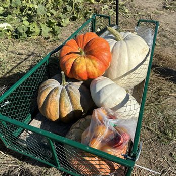 Pearson's Pumpkin Place - More pumpkins. We may have gone overboard! - Venues & Event Spaces Near Me - Eagle, Nebraska Pearson's Pumpkin Place - More pumpkins. We may have gone overboard! - Venues & Event Spaces Near Me - Eagle, Nebraska