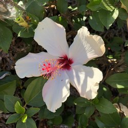 Mirador Salsipuedes - Some nice flowers blooming here today