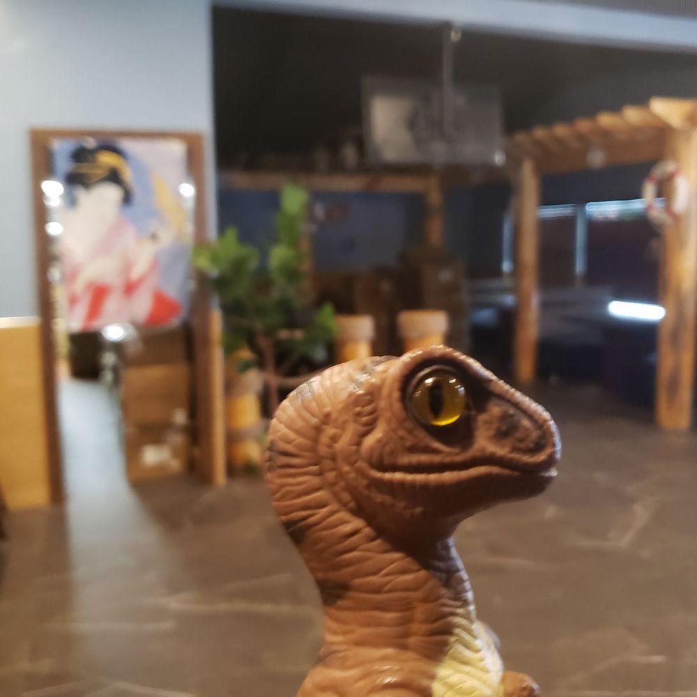 Kintaro - Willowick - Joe the Raptor says, "These Mammals also do crab leg prey!" - Japanese Near Me - Willowick, Ohio