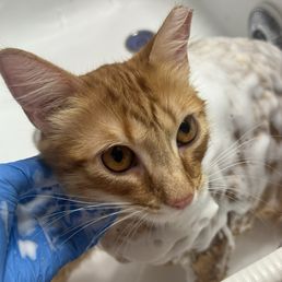 My cat Eevee getting her bath!