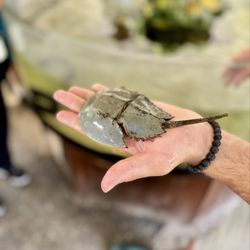 St Augustine Aquarium