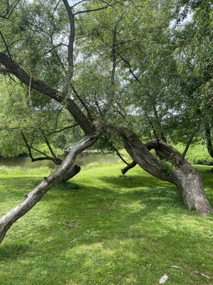 Callicoon Caffè by null