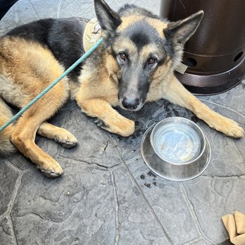 FERRO - Nice staff provided water for pup! - Pizza Near Me - Idyllwild, California