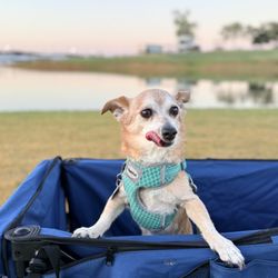 The Vineyards Campground - Fox enjoying camping