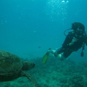 Oahu Diving - Green Sea Turtles! - Scuba Diving Near Me - Honolulu, Hawaii Oahu Diving - Green Sea Turtles! - Scuba Diving Near Me - Honolulu, Hawaii