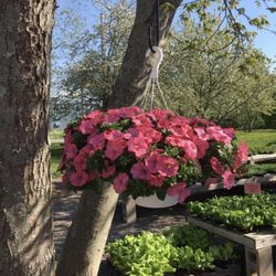 Brooklyn Farms