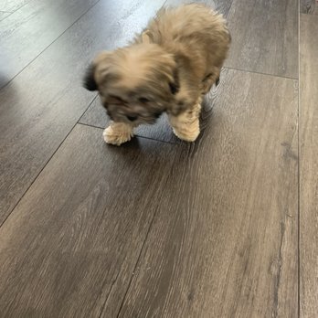 Heavenly Puppies - Sweet puppy! - Pet Stores Near Me - Boca Raton, Florida Heavenly Puppies - Sweet puppy! - Pet Stores Near Me - Boca Raton, Florida