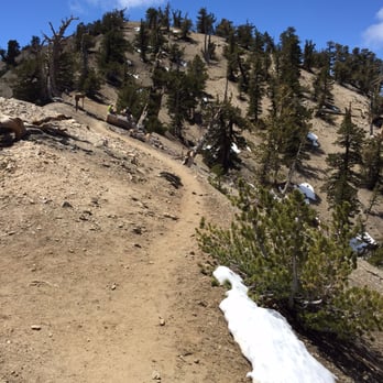 Mount Baden-Powell Trail - Last half mile before the summit + snowwww!! - Hiking Near Me