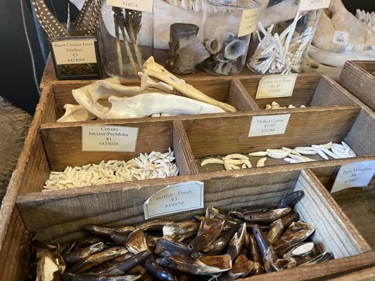 Paxton Gate Curiosities by null