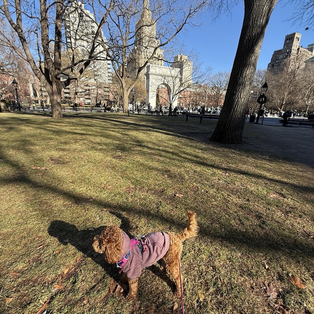 Washington Square Park - Parks Near Me - New York, New York Washington Square Park - Parks Near Me - New York, New York