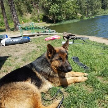 tiltonhaus german shepherds