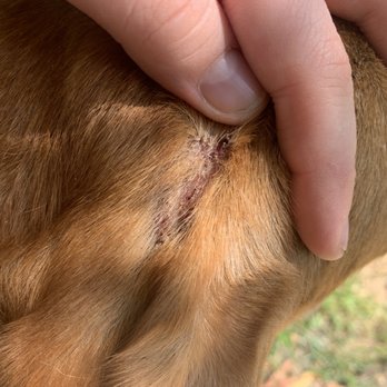 Canine Cardio - A small portion of an abrasion from being bit on the head that went unnoticed. All pictures were taken as soon as I saw him. - Dog Walkers Near Me
