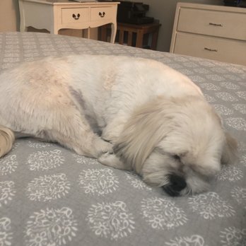 Mad About Dogs - Resting up after her awesome groom from Madeline. - Pet Groomers Near Me - Mesa, Arizona