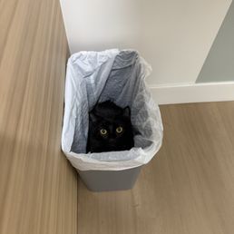 Contrary to what my cat may be showing, she had a great time. Contrary to what my cat may be showing, she had a great time.