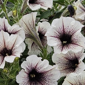 Mike's Hothouse - Nurseries & Gardening Near Me - Modena, New York