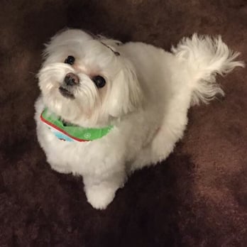 The Spaw - Pet Groomers Near Me - Tustin, California