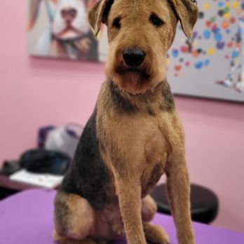 Grooming by Alecia - Pet Groomers Near Me Grooming by Alecia - Pet Groomers Near Me
