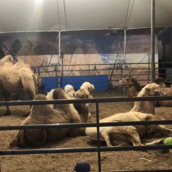 Florida State Fairgrounds  - Camels looked tired - Festivals Near Me - Tampa, Florida