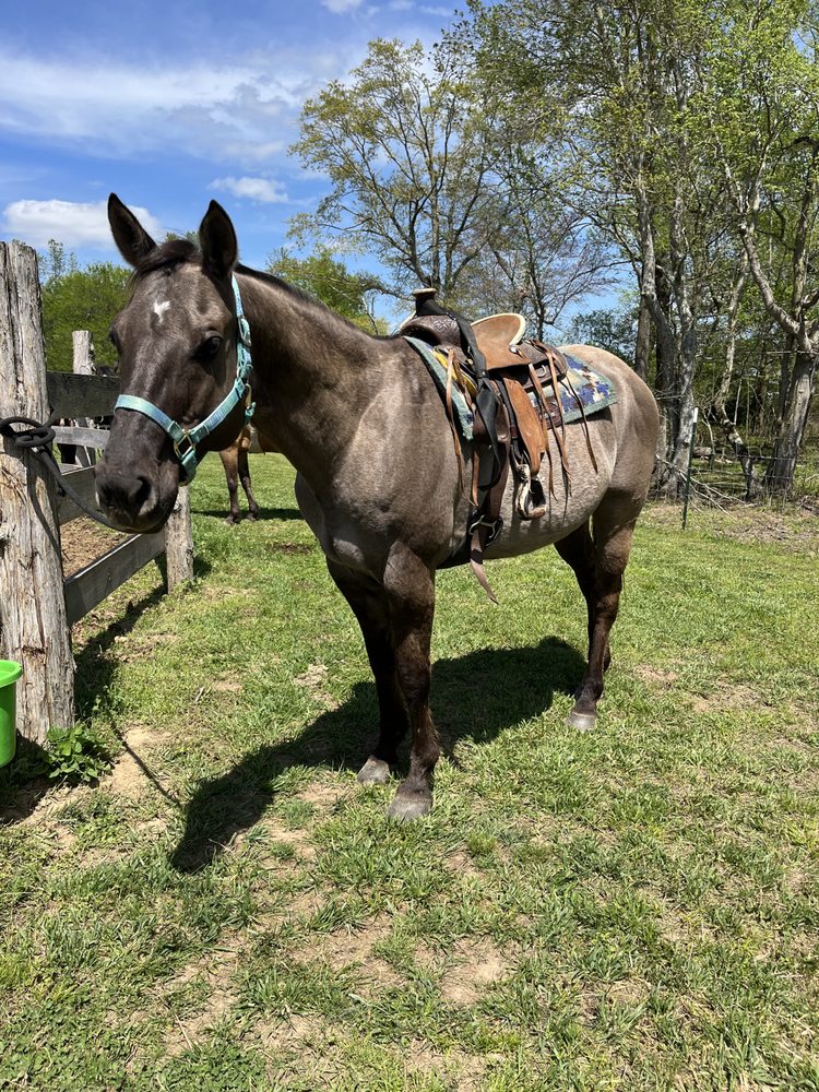 Southern Magnolia Farms - equestrian in Fyffe, AL