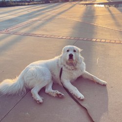 Bar K9 Dog Training