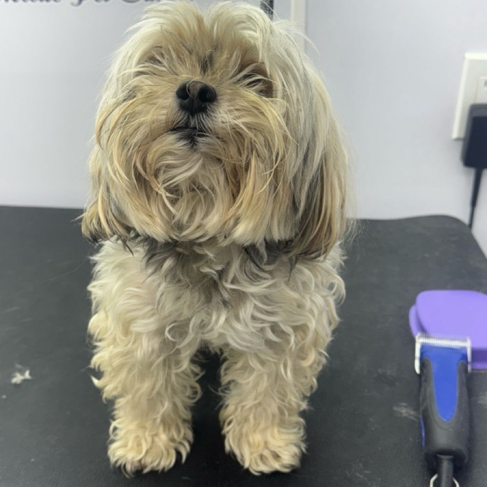 Vanity Fur - Bailey before his grooming session. - Pet Groomers Near Me