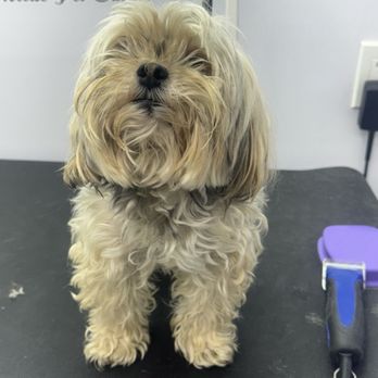 Vanity Fur - Bailey before his grooming session. - Pet Groomers Near Me Vanity Fur - Bailey before his grooming session. - Pet Groomers Near Me