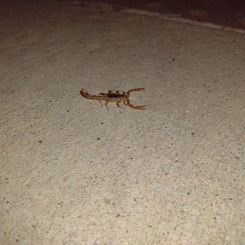 Red Rock Pest Control - Scorpion cruising on sidewalk. We provide scorpion extermination services! - Pest Control Near Me Red Rock Pest Control - Scorpion cruising on sidewalk. We provide scorpion extermination services! - Pest Control Near Me