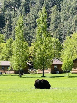 State Game Lodge by null