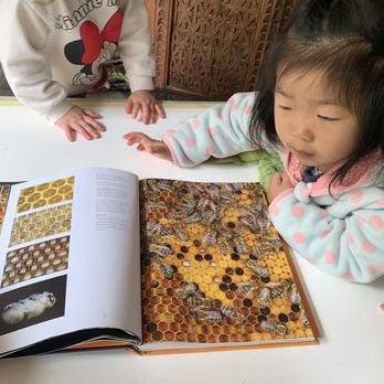 Synapse Atelier - Honeycomb study - Preschools Near Me - Los Angeles, California Synapse Atelier - Honeycomb study - Preschools Near Me - Los Angeles, California
