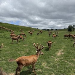 Red Deer Farm Rolling Hills - Magnificent deer farm