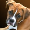 GiggyBites Bakery for Dogs gift card