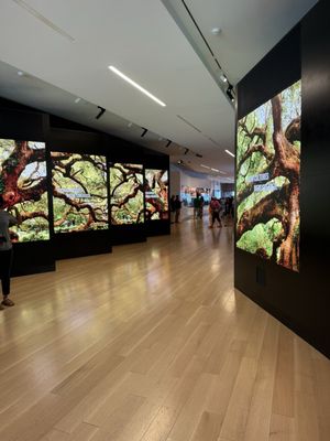 International African American Museum by null