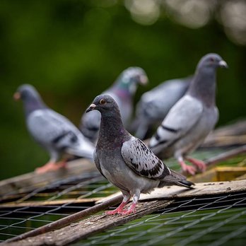 Got Pigeons - Pest Control Near Me - Surprise, Arizona Got Pigeons - Pest Control Near Me - Surprise, Arizona
